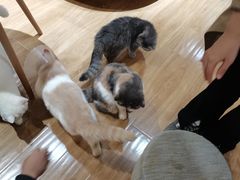 -滚猫咖啡·猫咖·猫友好撸猫(未来城店)
