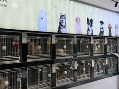 -翊宠yipet猫狗购宠庄园犬舍•猫舍