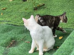 -COMMUNE幻师(花园道店)