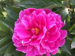 -洛阳郁金香牡丹园