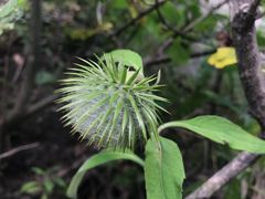 -峡谷浮石林景区