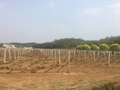 -北京张裕爱斐堡酒庄