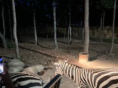 -清迈夜间动物园