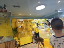 -神奇动物撸宠馆·羊驼·小浣熊·异宠(豫园店)