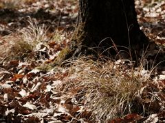 -黑河国家森林公园