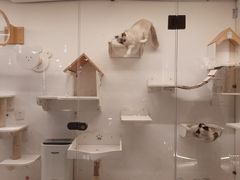 -喵喵咪呀布偶猫咖(春熙路店)