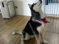 -Husky Go! 哈士奇体验馆·宠物咖啡厅狗咖