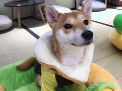 -逗柴咖啡屋·狗咖猫咖宠物桌游