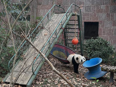 -成都动物园