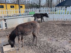 -前小桔亲子创意农场·草莓采摘·露营烧烤