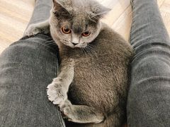 -酷豆宠物咖啡·宠物美食·撸猫馆