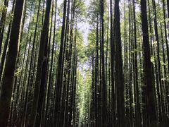 -山王坪喀斯特国家生态公园