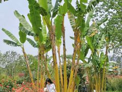 -三圣花乡旅游区