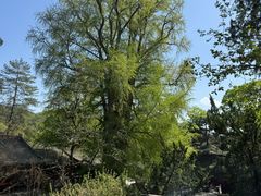 -潭柘寺景区