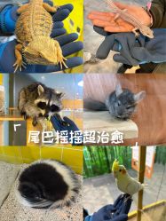 点击看大图 -神奇动物撸宠馆·羊驼·小浣熊·异宠(豫园店)