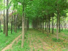 -洛阳市隋唐城遗址植物园