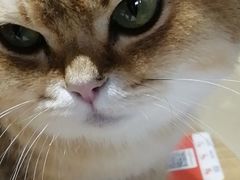 -藏猫猫咖啡主题馆(中央大道店)