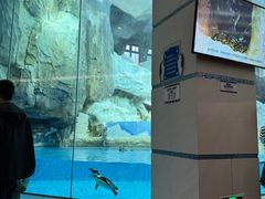 -帝企鹅自助餐厅•儿童岛•真企鹅(长隆企鹅酒店)