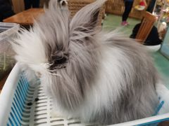 -藦茜花园宠物主题亲子互动体验馆(国顺东路店)