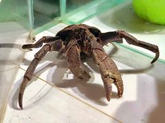-海盗餐厅