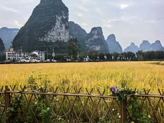 -明仕田园