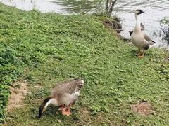 -海珠湖公园