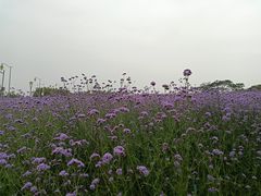 -深圳湾公园(南山区)
