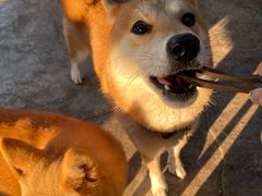 -柴犬高等学院·狗咖·柴犬售卖·宠物训练