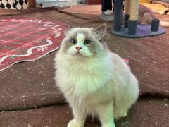 -大型宠物商超·宠海王国·宠物猫狗活体·用品·美容(新世界百货重庆店)