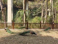 -西双版纳原始森林公园