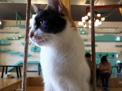 -萌喵咖啡屋(人民东路4号口M16商铺店)