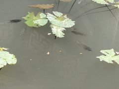 -亚龙湾热带天堂森林公园