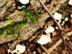 -白草畔自然风景区