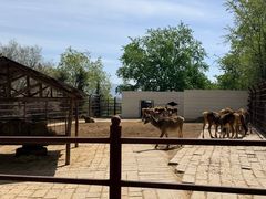 -青藏高原野生动物园