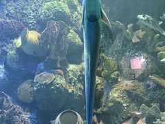 -左海海底世界