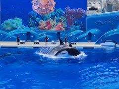 -上海海昌海洋公园