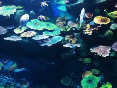 -暹罗海洋世界