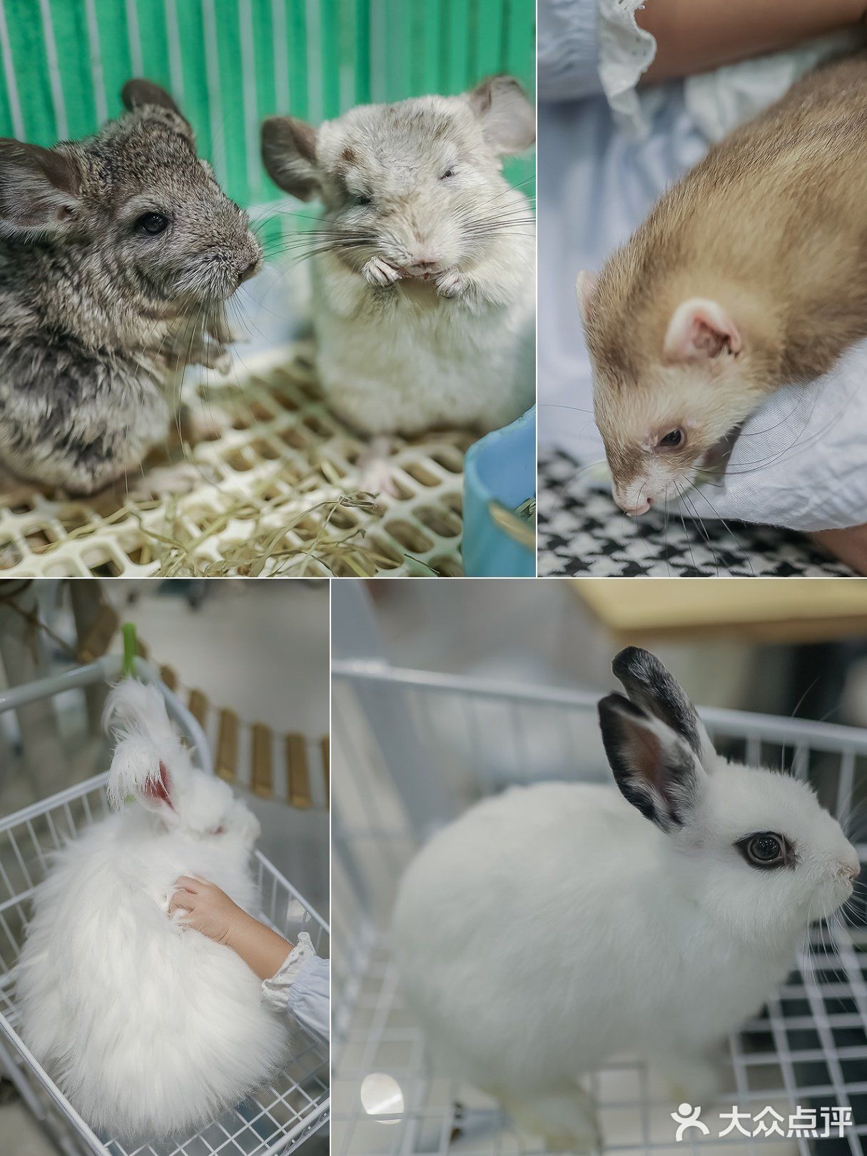 遇见萌宠，邂逅快乐