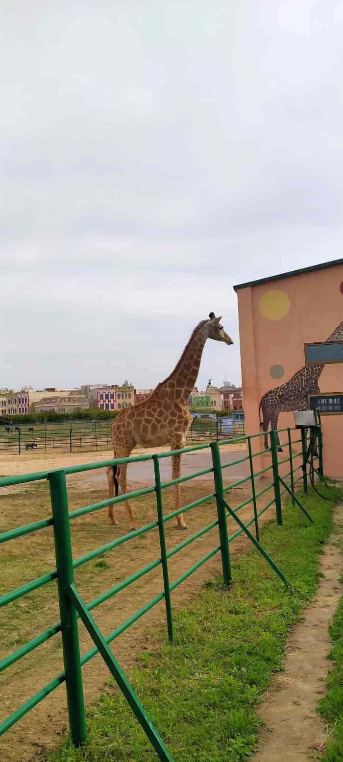 鹽城大豐港動物園