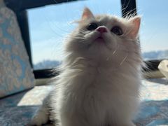 -欣宠猫屋·矮脚拿破仑·蓝金金渐层