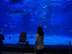 -烟台海昌鲸鲨海洋公园