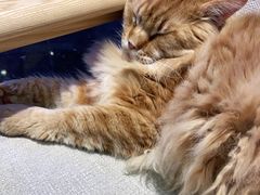 -藏猫猫咖啡主题馆(中央大道店)