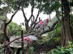 -广州长隆飞鸟乐园