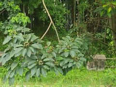 -苏家围·东江画廊旅游景区