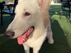 -爪吧宠物乐园 (温榆河示范区店)