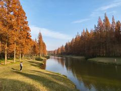 -黄海国家森林公园