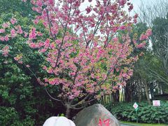 -顾村公园