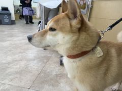 -美联众合动物医院·24h转诊中心