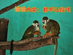 -西霞口神雕山野生动物世界