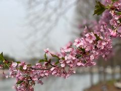 -上海辰山植物园